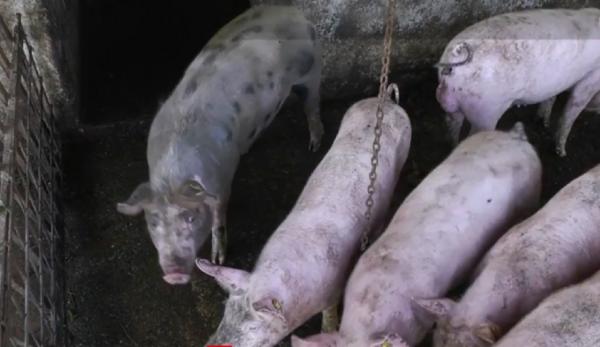 Veterinarii se plâng că nu pot stăvili pesta porcină