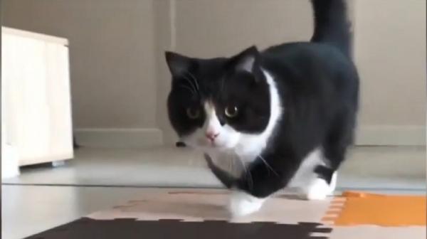 O pisicuță cu picioarele scurte, din Rusia, este noua senzație de pe internet (Video)