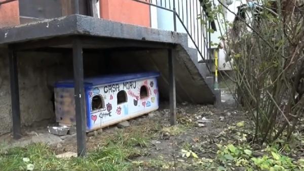 Doi tineri din Bistriţa şi-au investit timpul şi banii pentru a face căsuţe pentru pisici