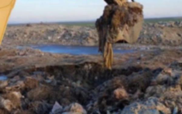 Bombă ecologică pe malul Dunării, mii de oi au fost îngropate pe un câmp din Tulcea