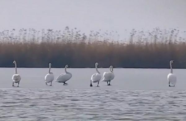 Delta Dunării, o oază de liniste şi frumuseţe chiar şi pe timp de iarnă. Ofertele de cazare, imposibil de refuzat