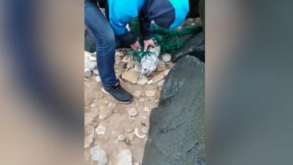 Un român a salvat un pui de focă în Anglia. Imaginile au devenit virale