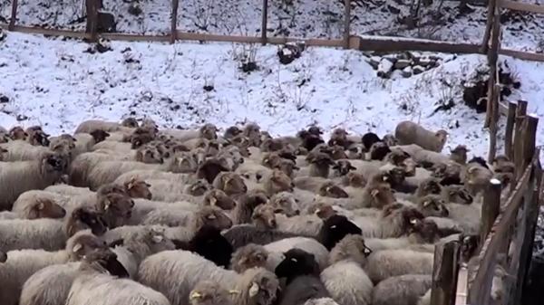 Gerul nu îngheață viața la stână: Ciobanii au la fel de mult de muncă şi la minus 15 grade