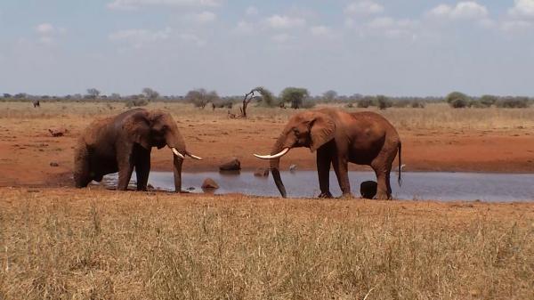 O echipă Observator, aventură pe tărâmul animalelor sălbatice din Kenya