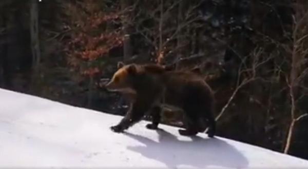 Relocarea ursului care a băgat spaima în turiştii din Predeal, blocată de birocraţie