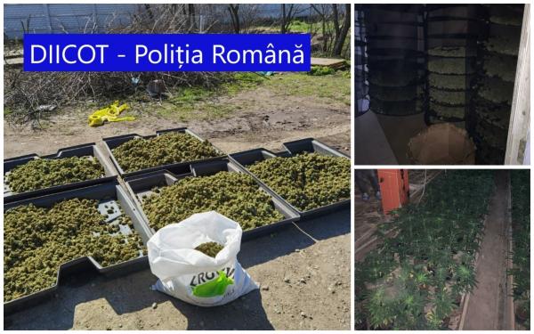 Fermă uriașă de canabis descoperită lângă Craiova, în casa a doi cetățeni spanioli stabiliți în România