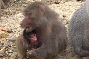 Un pui de babuin a devenit vedeta Grădinii Zoologice din Hunedoara