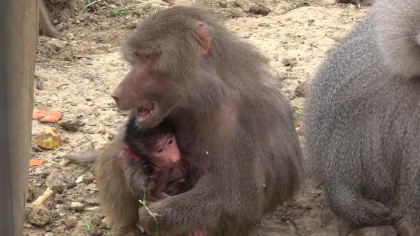 Un pui de babuin a devenit vedeta Grădinii Zoologice din Hunedoara