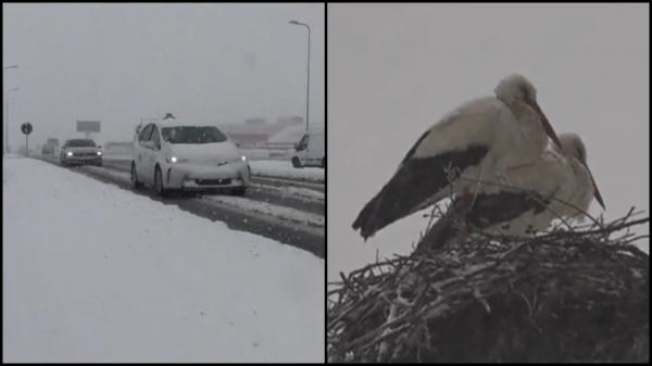 Zăpada Mieilor a prins pe picior greșit șoferii din țară, dar și berzele venite deja în România. Cât mai durează vremea rea