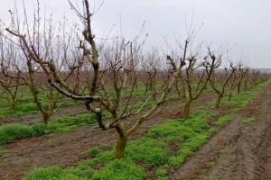 Valul de frig a afectat livezile de pomi fructiferi din mai multe zone din țară. Agricultorii fac tot posibilul să-și protejeze culturile