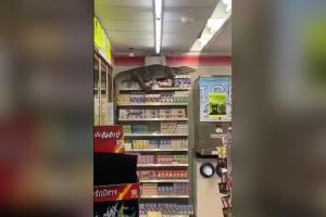 Imagini incredibile cu o şopârlă care face ravagii într-un magazin din Thailanda. Oamenii au comparat-o cu Godzilla