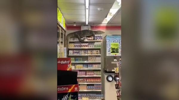 Imagini incredibile cu o şopârlă care face ravagii într-un magazin din Thailanda. Oamenii au comparat-o cu Godzilla