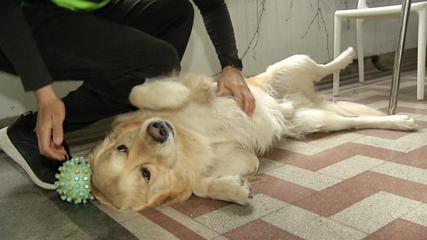 Specialiştii pun sub semnul întrebării decizia sportivului Andrei Roşu de a-şi transforma câinele într-unul vegan
