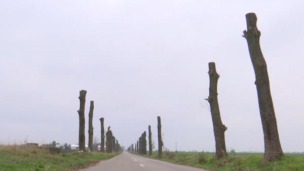 Imagini rupte din filmele de groază în Dolj şi uluială generală, după ce drumarii s-au apucat de toaletarea copacilor