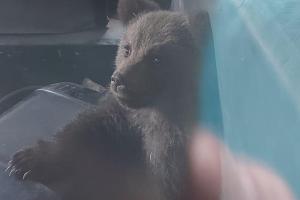 Doi ursuleţi răniţi şi pierduţi de mama lor, salvaţi de jandarmii din Argeş