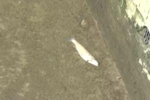 Toţi peștii din două păstrăvării din Piatra Neamt au murit: ”Săreau de parcă îi curenta cineva. S-a albit apa în câteva minute”