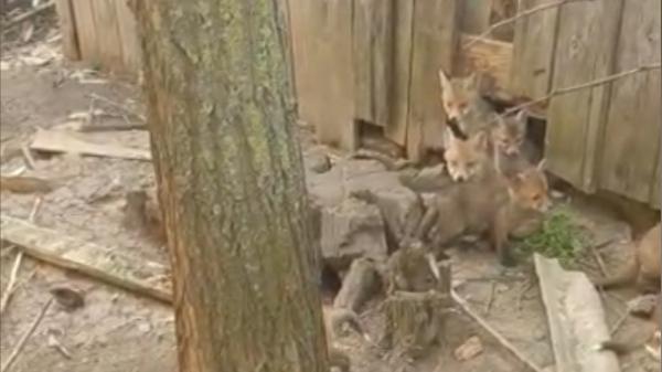 12 vulpi și-au făcut adăpost într-o casă părăsită din Botoșani. Oamenii au sunat speriați la 112
