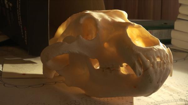 Imagini cu blana și craniul ursului Arthur. Ce a mai rămas din ”regele urșilor” din România
