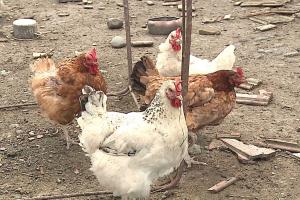 Gripa aviară loveşte din nou România. Comerţul cu păsări, suspendat o lună în toată ţara