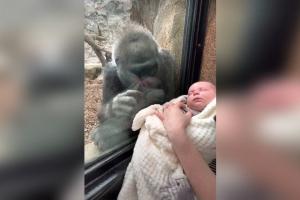 Reacţia emoţionantă a unei gorile când vede un bebeluş prin geamul despărţitor, la o grădină zoologică din SUA