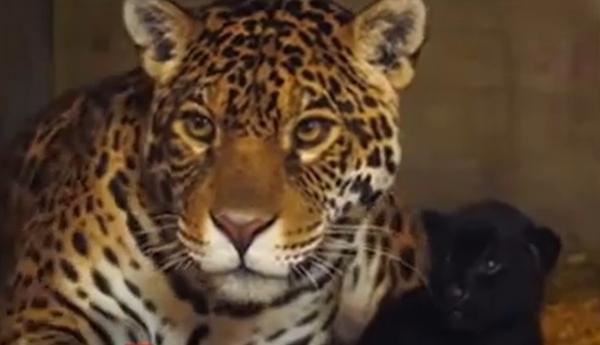 Pui rar de jaguar, vedetă la Zoo în Kent. "Baby" face parte dintr-o specie ameninţată cu dispariţia