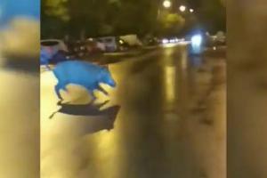 Porc mistreț, filmat pe străzile Ploieștiului. Animalul sălbatic fugea când pe șosea, când printre mașini - VIDEO