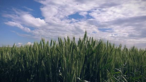 Producţie record de grâu, în România, ca urmare a ploilor. Preţurile însă nu scad, pentru că fermierii vor să îşi recupereze pierderile