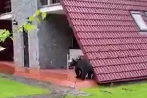 Un pui de urs flămând a dat iama într-o curte din Sinaia. În căutarea unui "mic dejun'', animalul a răsturnat un tomberon