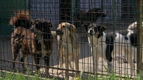 Directorul Direcţiei Publice Motru, acuzat că a susţinut eutanasierea câinilor comunitari