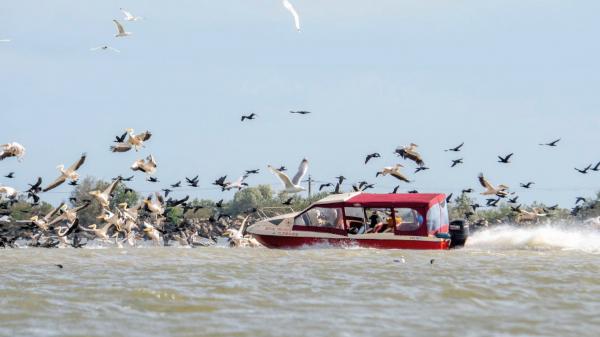 Pelicanii din Delta Dunării, "sacrificaţi" pentru un selfie. Păsările s-ar putea să nu se mai întoarcă niciodată: "Ne batem joc de ele"