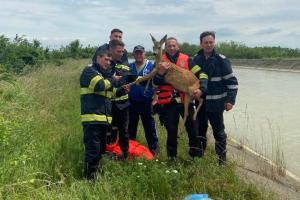 Căprioară salvată de la înec de pompierii din Neamț, după ce a căzut în canalul Bistrița