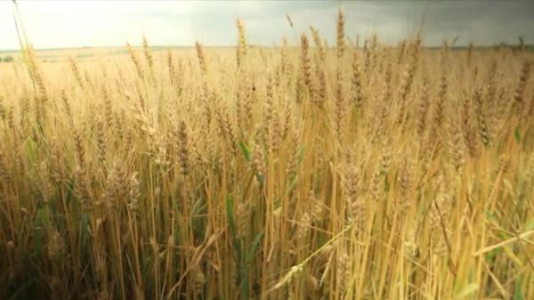 Recordul de producţie la cereale nu aduce şi o ieftinire a alimentelor: "Preţul este dat de preţul grâului la bursă"