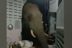 Un elefant înfometat a spart zidul unei case şi a înfulecat o pungă cu orez, sub privirile speriate ale proprietarilor, în Thailanda