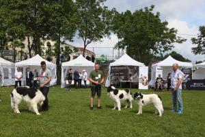 Zeci de câini de rasă s-au întrecut în frumusețe la Iași, la Animal Fest, iar juriul a dat verdictul final