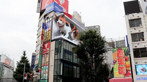 Un panou publicitar 3D cu o pisică gigantică a devenit o atracţie turistică în Tokyo - GALERIE FOTO