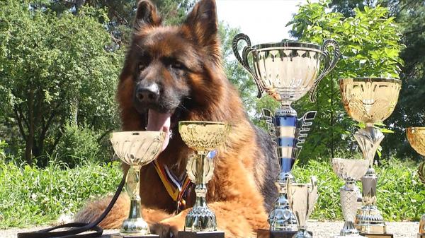Mihai Ene, dresorul de câini al vedetelor autohtone, și campionii săi canini: Sunt mândru