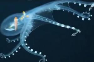 Descoperire incredibilă şi rară în Oceanul Pacific: Caracatiţa de sticlă