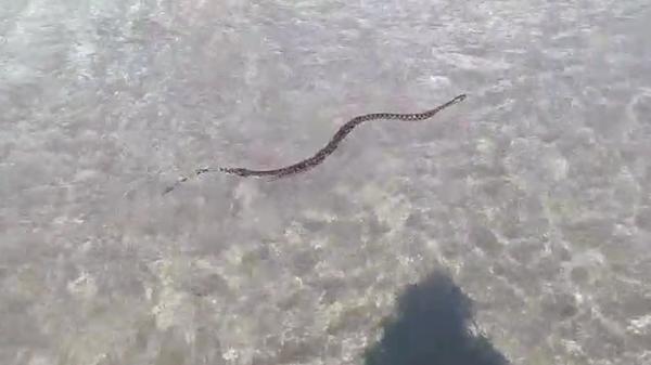 Un șarpe a fost văzut plutind în Marea Neagră. Imaginile au fost surprinse în staţiunea Eforie Nord de către turişti