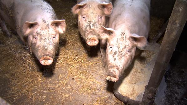 Noi reguli pentru crescătorii de porci. Nu mai pot intra în coteţul animalelor decât dacă îşi dezinfectează încălţămintea