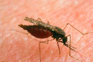 Nicuşor Dan confirmă prezenţa ţânţarilor purtători de virus West Nile, în Bucureşti. "Există ţânţarul, dar nu există persoane îmbolnăvite"
