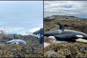 "Îi curgeau lacrimi din ochi" Balenă ucigașă ținută în viață cu găleți de apă, după ce a eșuat pe o plajă din Alaska