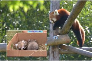 Singurii urși panda roșii din România au devenit părinți. Imagini cu cei mai răsfățați pui de la Zoo Brașov