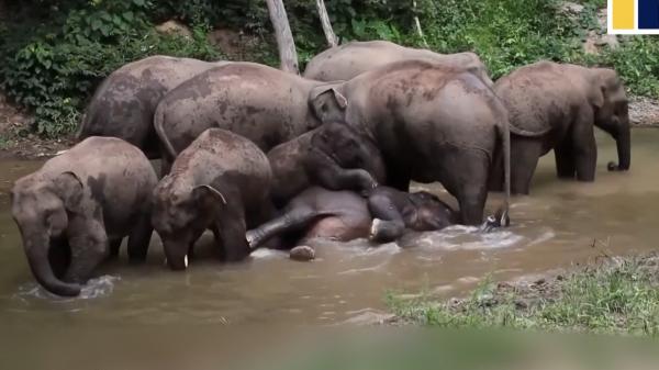Elefanţii călători din China se întorc acasă. De-a lungul drumului, au produs pagube de peste un milion de dolari