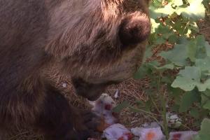 O grădină zoologică din Galaţi le oferă animalelor îngheţată: "La urși le facem din iaurt și fructe. Pentru tigri îngheţăm carne"