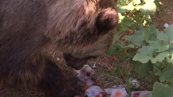 O grădină zoologică din Galaţi le oferă animalelor îngheţată: "La urși le facem din iaurt și fructe. Pentru tigri îngheţăm carne"
