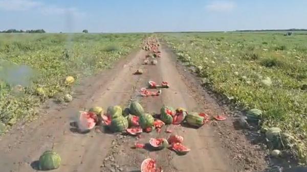 Un câmp întreg cu pepeni din Ialomița a fost distrus, după ce agricultorii n-au reușit să-i vândă nicăieri: ”Muncim degeaba!”