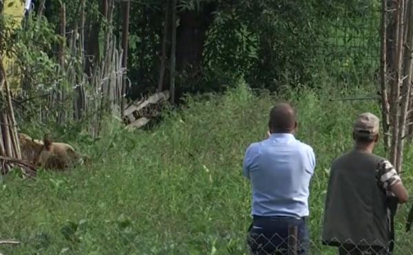 Momentul în care un urs de 300 kg, care a rămas blocat într-un gard, în Broșteni, este tranchilizat. Sătenii au urmărit operațiunea cu drona