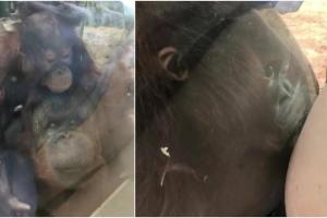 Un pui de urangutan ''a sărutat'' burtica unei gravide prin geamul de la ZOO, în UK: ''Am fost copleșită'' - VIDEO