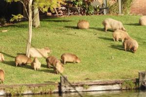 Un oraş din Argentina, terorizat de rozătoare. Simpaticele Capybara au provocat mai multe accidente rutiere