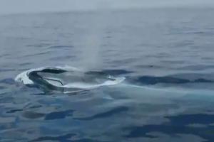 Balenele albastre au revenit în Oceanul Atlantic după mai bine de 40 de ani. Care ar fi posibila explicaţie - VIDEO